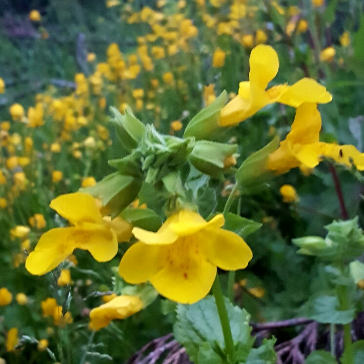 Plant image Mimulus luteus