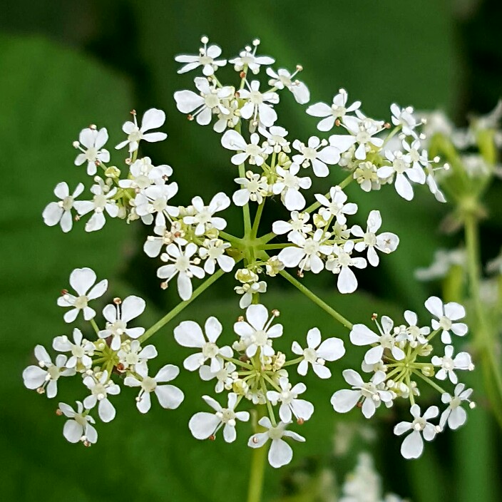 Plant image Anthriscus sylvestris