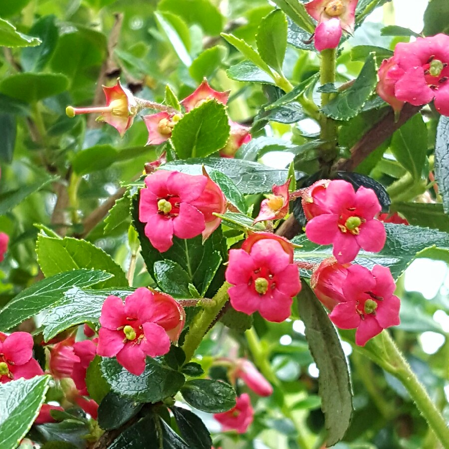 Plant image Escallonia rubra var. macrantha 'Crimson Spire'