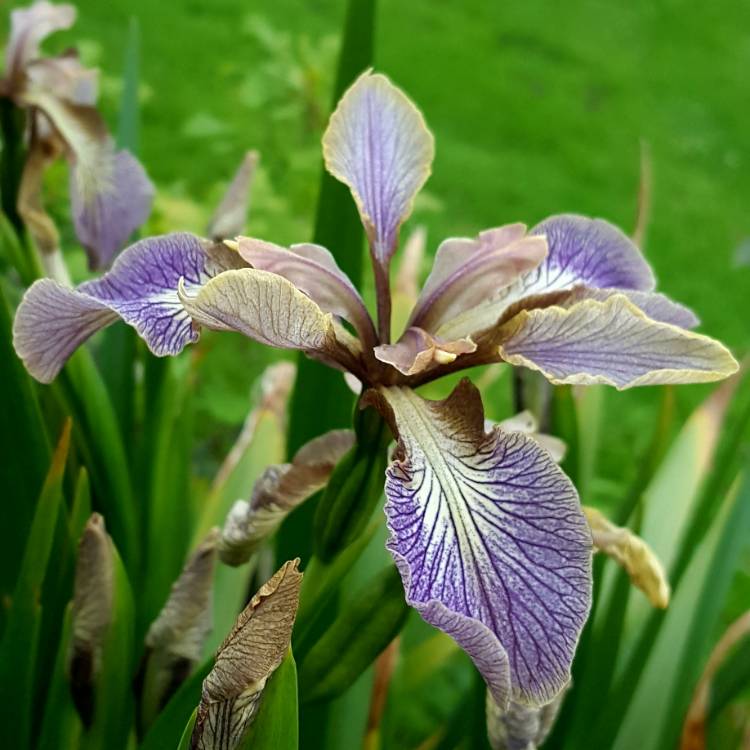 Plant image Iris sibirica