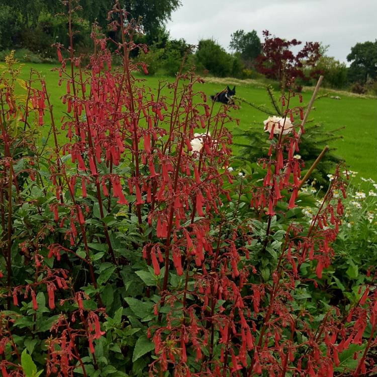 Plant image Phygelius x rectus 'Devil's Tears'