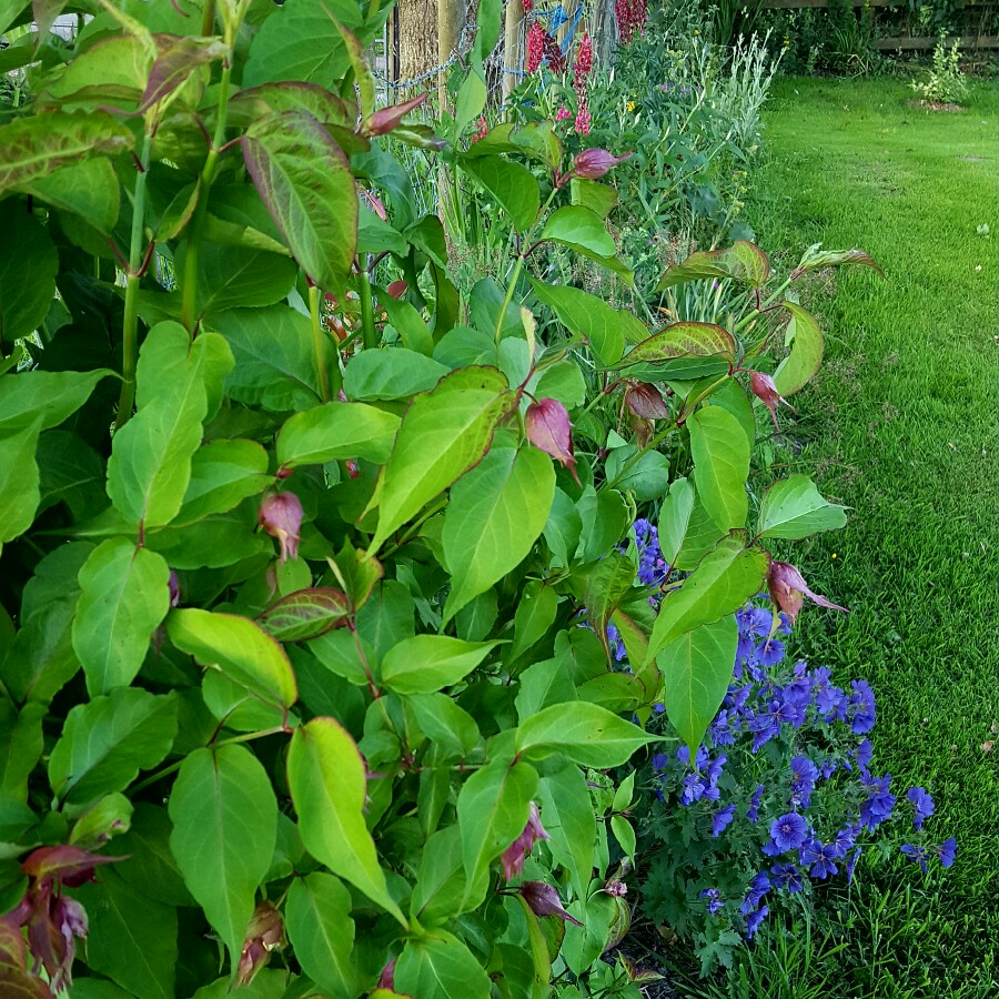 Leycesteria formosa