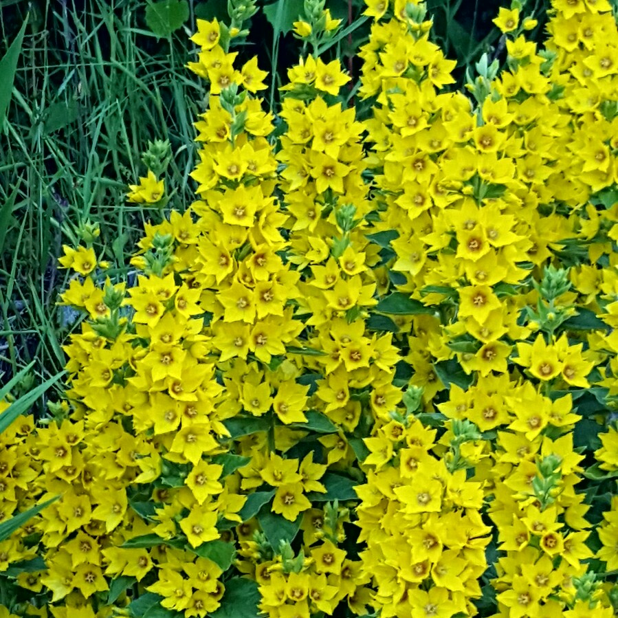 Lysimachia