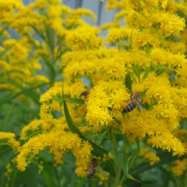 Solidago Goldkind