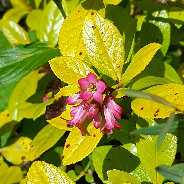 Plant image Escallonia 'Gold Ellen'