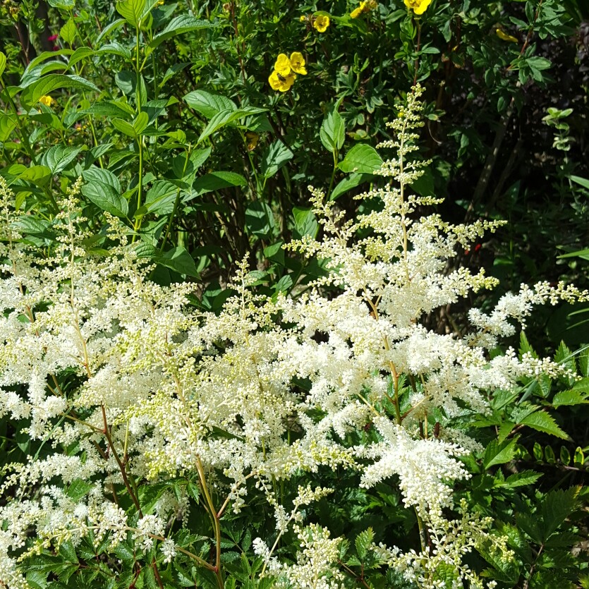 Plant image Astilbe japonica 'Washington'