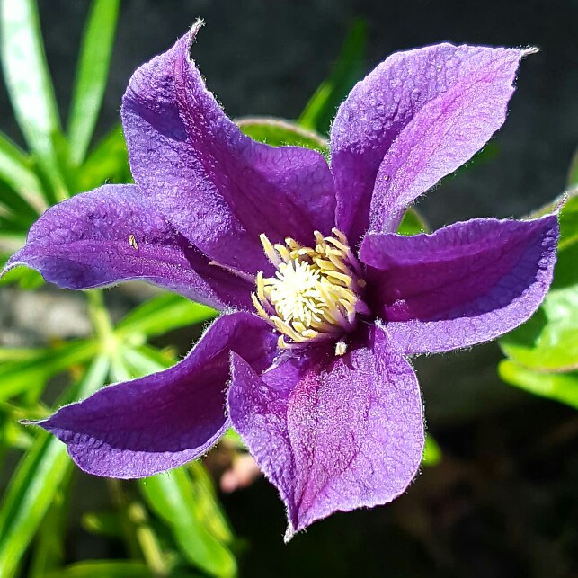 Plant image Clematis (Pruning Group 3)