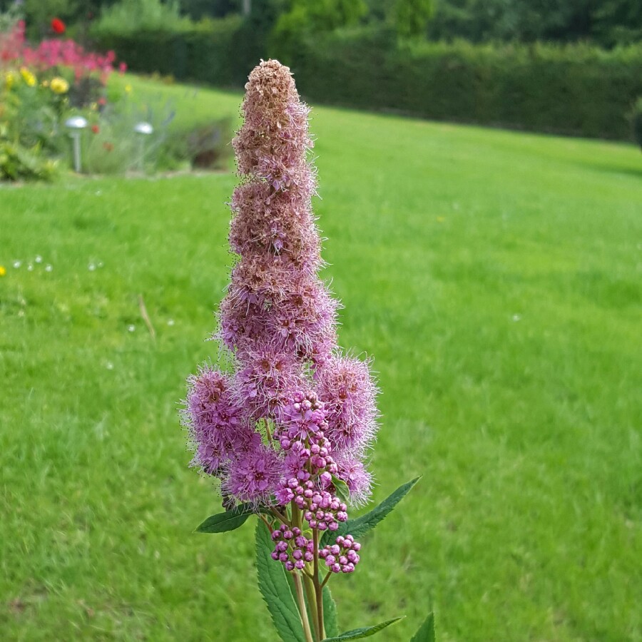 Spiraea douglasii