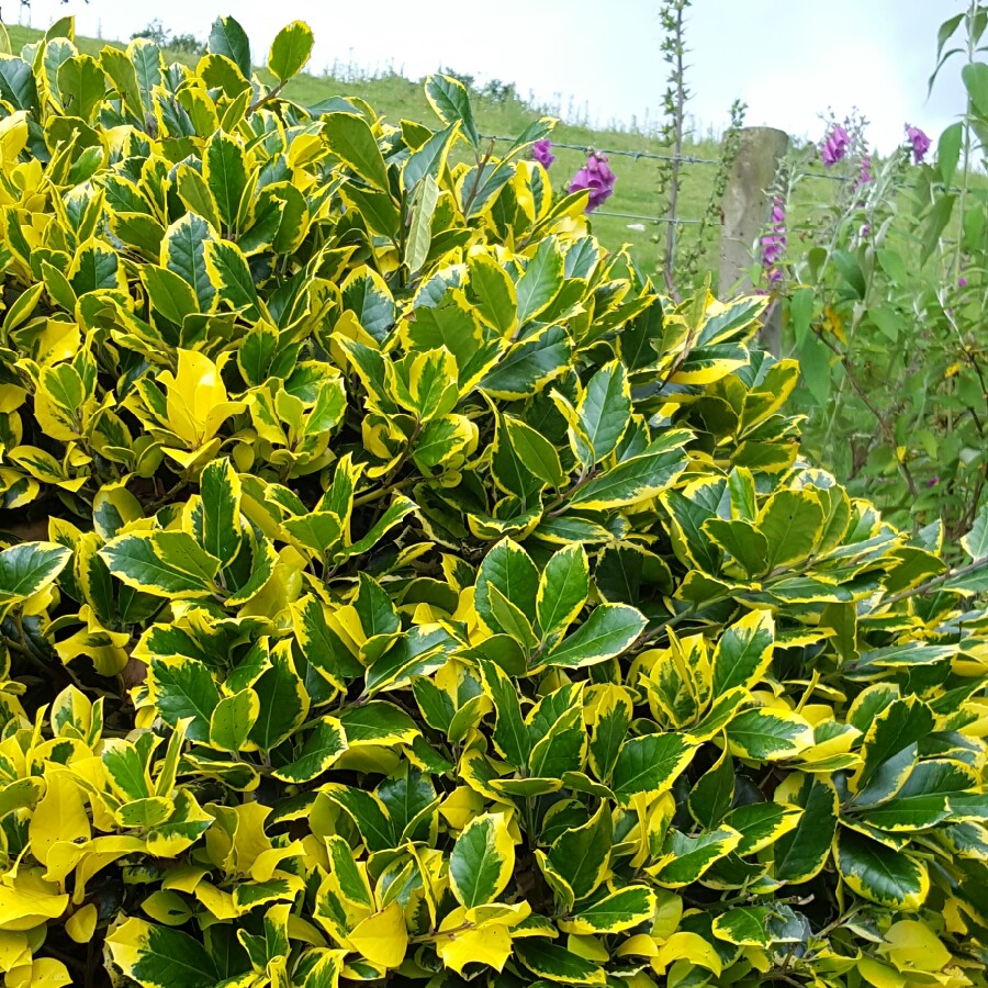 Plant image Ilex crenata 'Variegated'