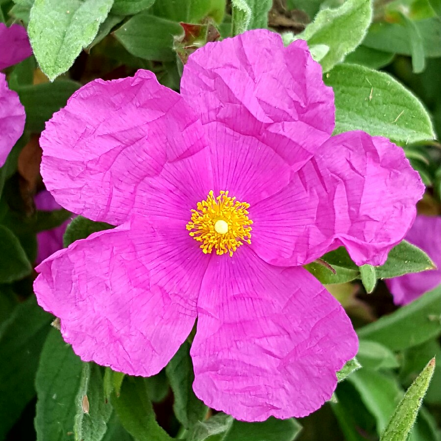 Plant image Cistus x pulverulentus 'Sunset'