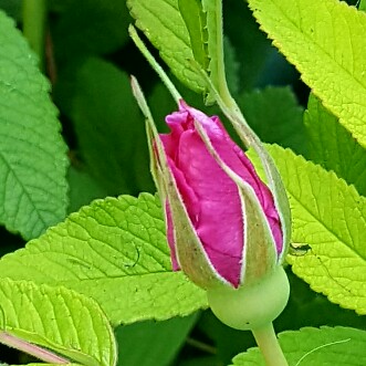 Plant image Rosa rugosa 'Pink'