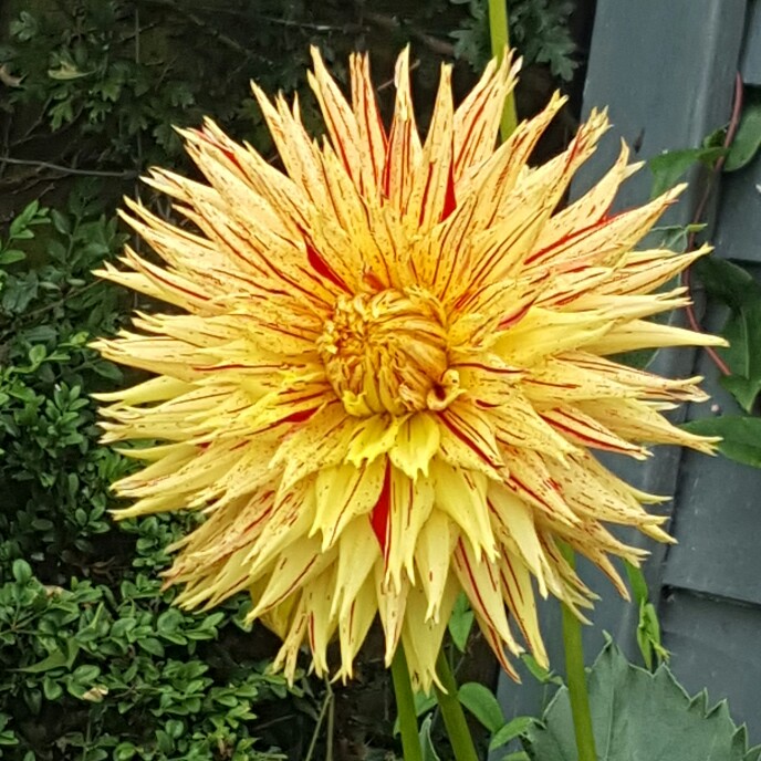 Dahlia