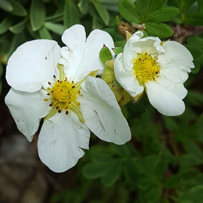 Plant image Potentilla fruticosa 'Abbotswood'