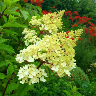 Hydrangea paniculata 'Limelight'