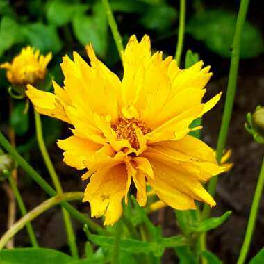 Coreopsis grandiflora 'Early Sunrise'