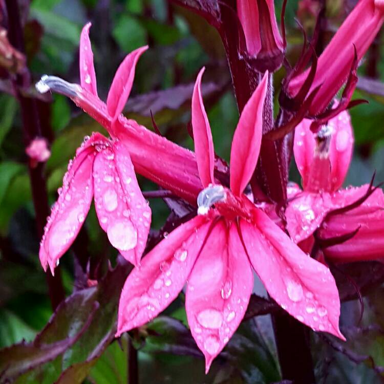 Plant image Lobelia x speciosa 'Tania'