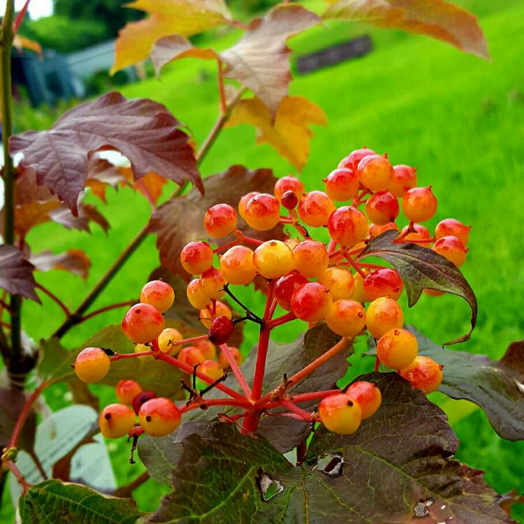 Plant image Viburnum plicatum f. tomentosum 'Mariesii' syn. Viburnum mariesii