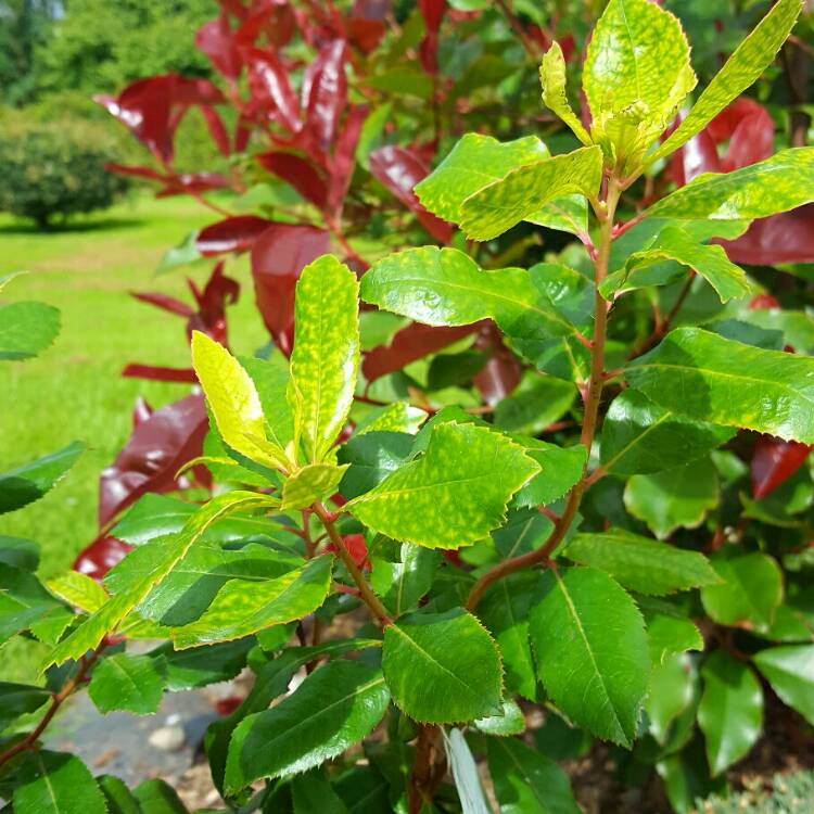 Plant image Arbutus unedo