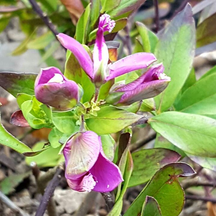 Plant image Polygala myrtifolia