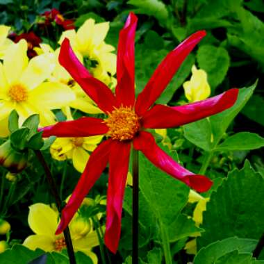 Dahlia 'Honka'