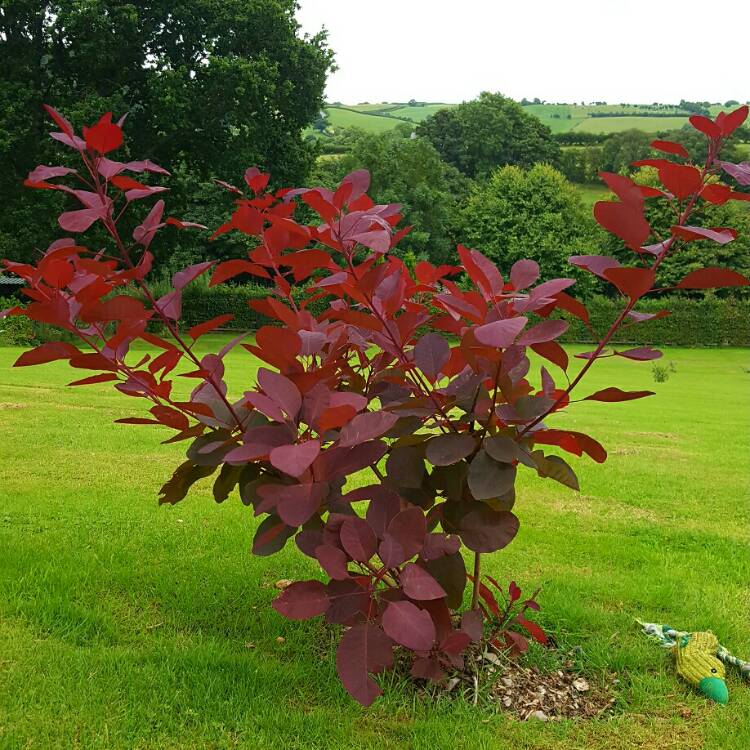 Plant image Cotinus