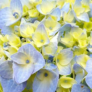 Hydrangea macrophylla 'Blaumeise'