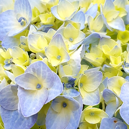 Plant image Hydrangea macrophylla 'Blaumeise'