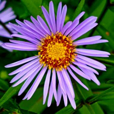 Aster x frikartii 'Mönch'