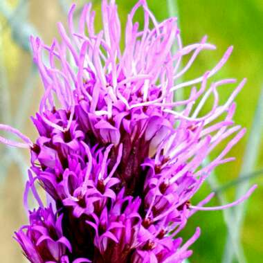 Liatris spicata