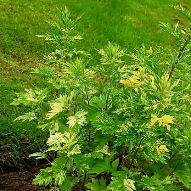 Artemisia 'Oriental Limelight'; syn. Artemisia vulgaris 'Limelight';Artemisia vulgaris 'Oriental Limelight'