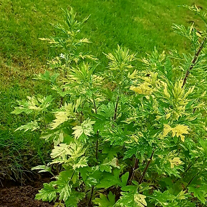 Plant image Artemisia 'Oriental Limelight'; syn. Artemisia vulgaris 'Limelight';Artemisia vulgaris 'Oriental Limelight'