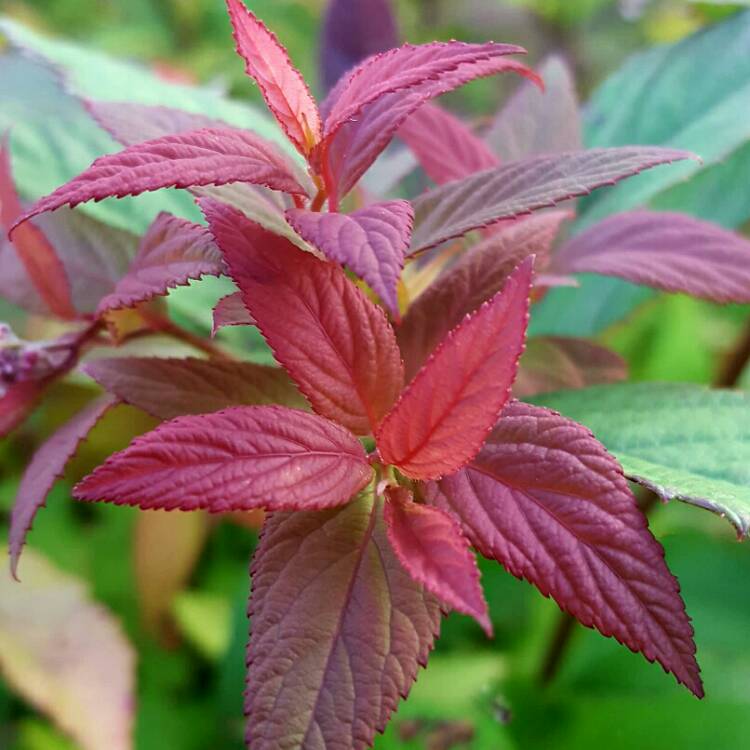 Plant image Spiraea