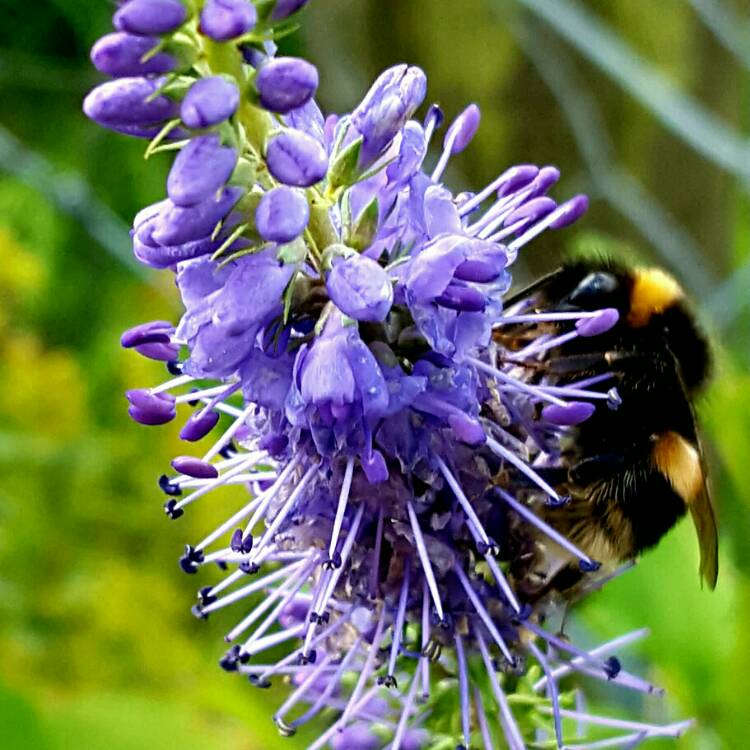 Plant image Veronica longifolia 'Alllord' syn. Veronica longifolia 'First Glory'