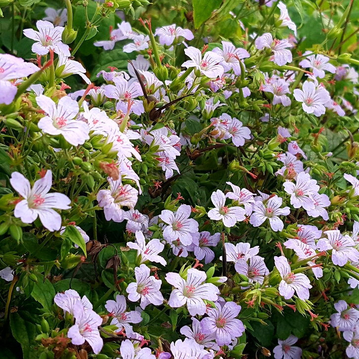 Plant image Geranium nodosum