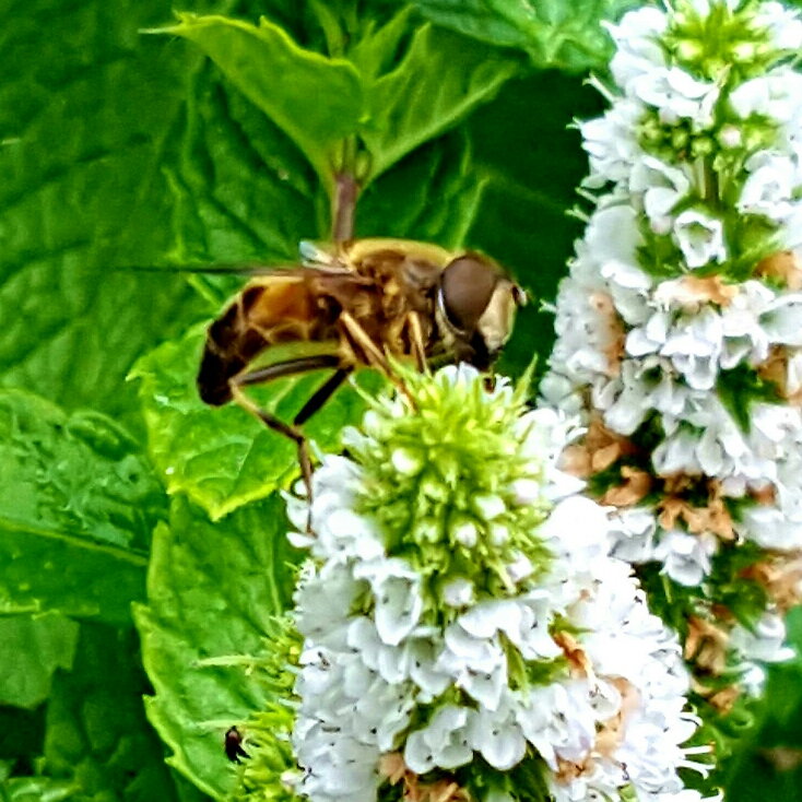 Plant image Mentha spicata 'Spanish'