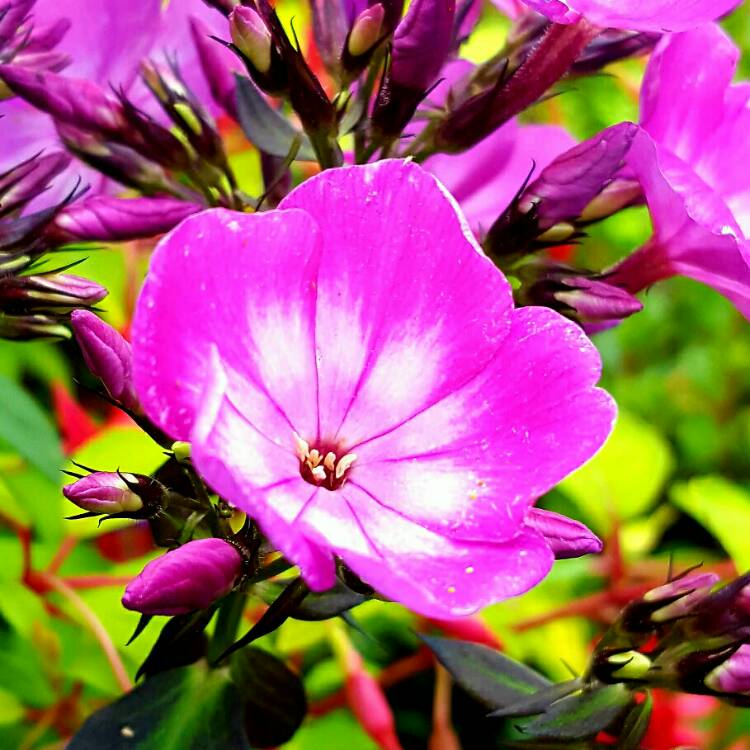 Plant image Phlox paniculata 'Purple Kiss'