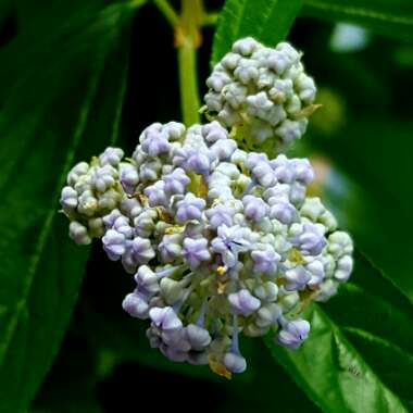 Ceanothus 'Autumnal Blue'