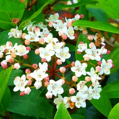 Viburnum tinus 'Gwenllian'