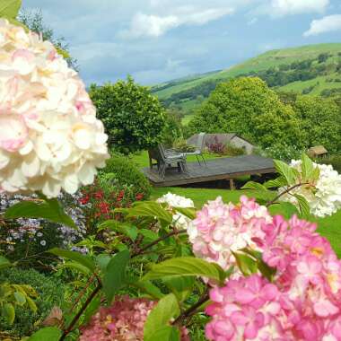 Hydrangea paniculata 'Grandiflora'