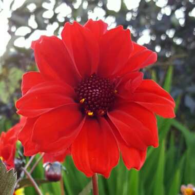 Dahlia 'Bishop of Llandaff'