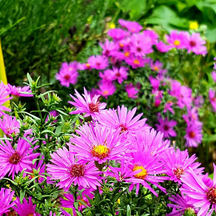 Plant image Aster novi-belgii 'Eventide'