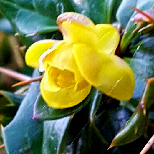 Plant image Berberis gagnepainii