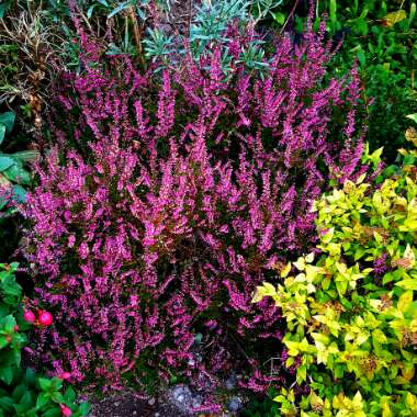 Calluna vulgaris