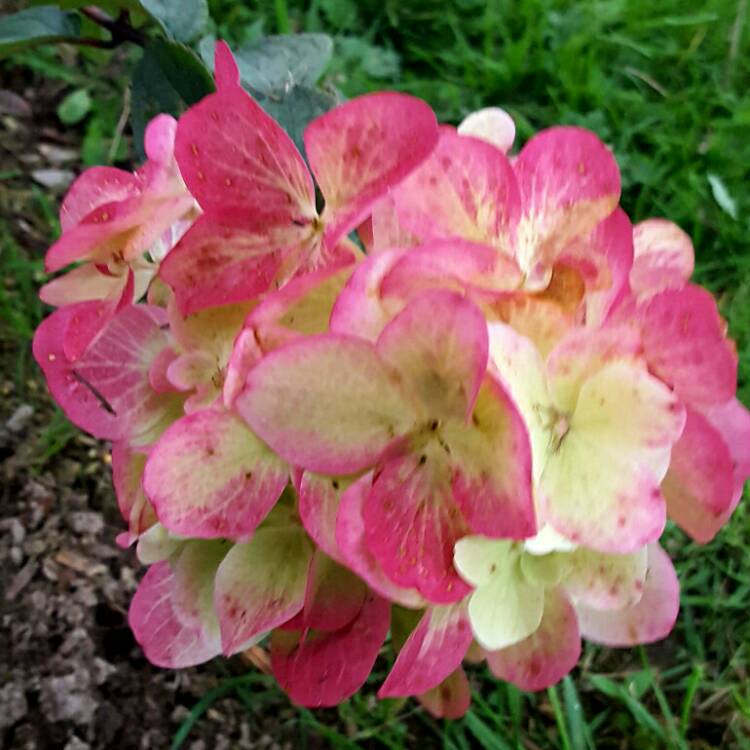 Plant image Hydrangea paniculata 'Diamant Rouge'