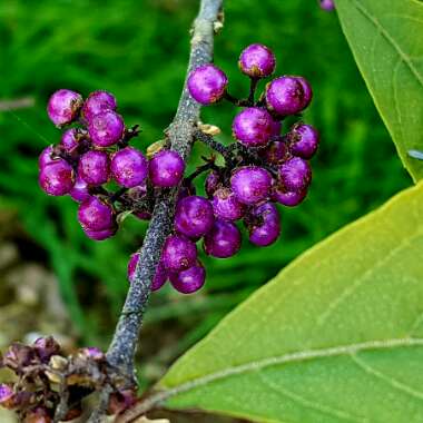 Callicarpa dichotoma 'Issai'