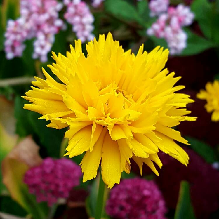 Plant image Coreopsis grandiflora 'Early Sunrise'