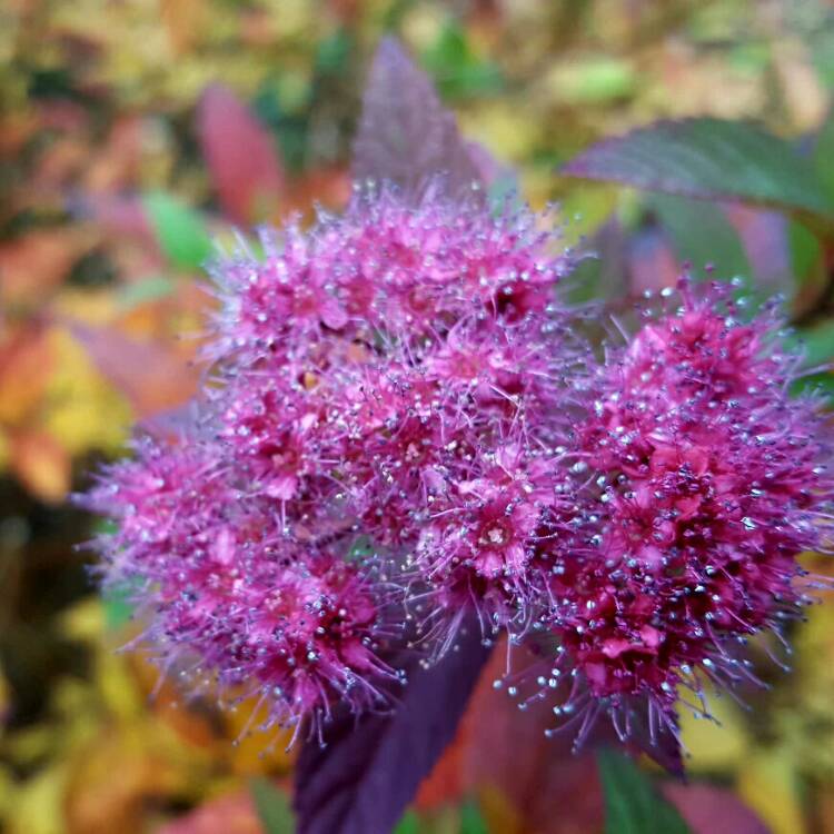 Plant image Spiraea japonica 'Goldflame' syn. Spiraea x bumalda 'Goldflame'