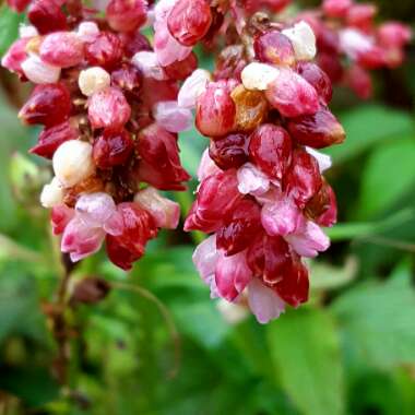 Persicaria campanulata 'Madame Jigard'