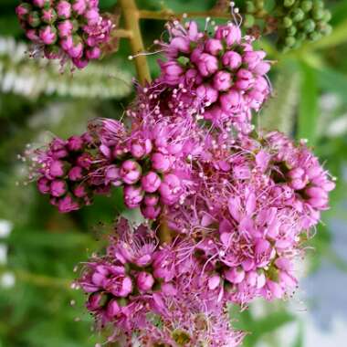 Spiraea douglasii