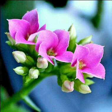 Kalanchoe blossfeldiana 'Red'